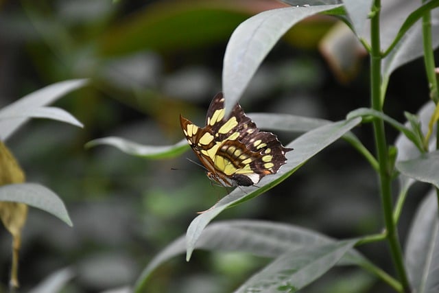 Free download Butterfly Insect Animal -  free photo or picture to be edited with GIMP online image editor