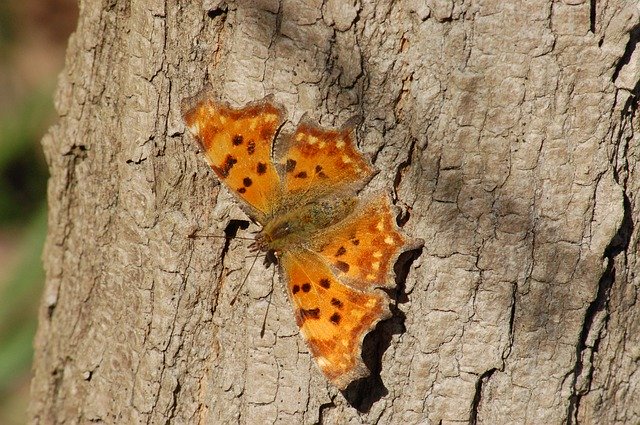 Free download Butterfly Insect Butterflies -  free photo or picture to be edited with GIMP online image editor