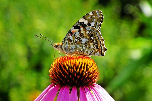 Free download butterfly insect coneflower free picture to be edited with GIMP free online image editor