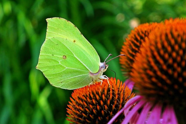 Free download butterfly insect coneflowers free picture to be edited with GIMP free online image editor