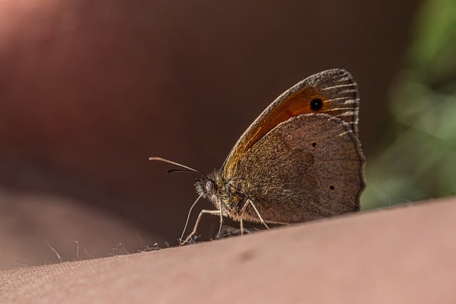 Free download butterfly insect dusky meadow brown free picture to be edited with GIMP free online image editor