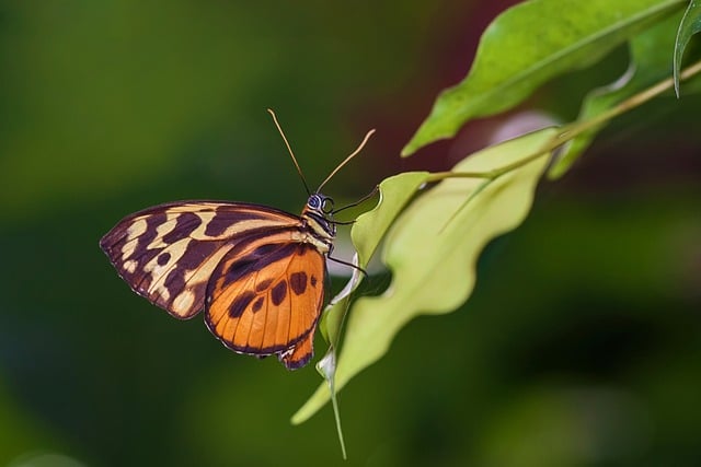 Free download butterfly insect entomology nature free picture to be edited with GIMP free online image editor