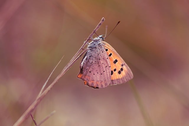 Free download butterfly insect entomology species free picture to be edited with GIMP free online image editor