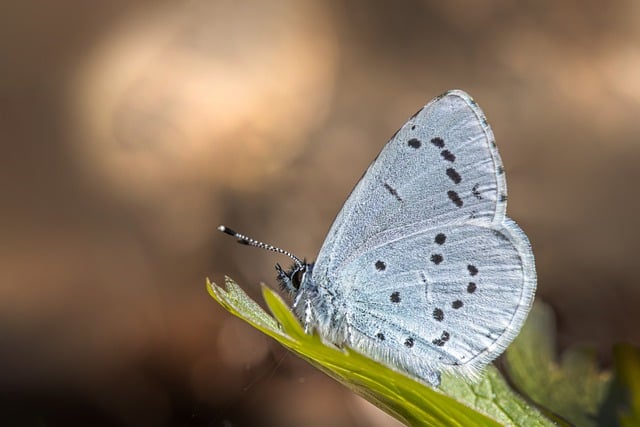 Free download butterfly insect entomology wings free picture to be edited with GIMP free online image editor