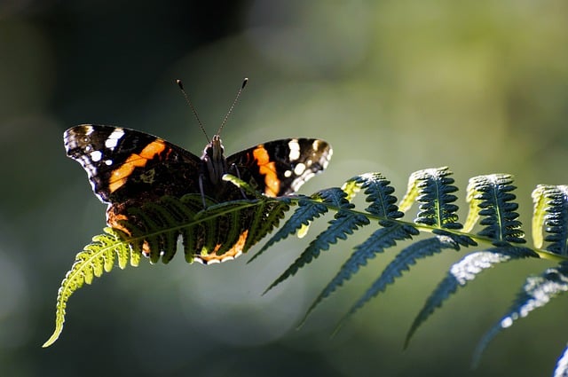 Free download butterfly insect fern plants green free picture to be edited with GIMP free online image editor