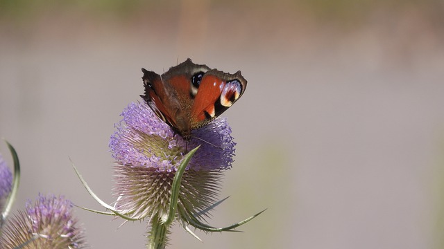 Free download Butterfly Insect Flower -  free photo or picture to be edited with GIMP online image editor