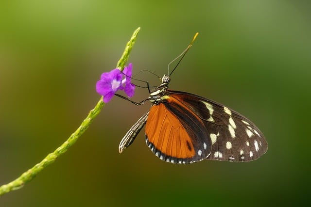 Free download butterfly insect flower bud free picture to be edited with GIMP free online image editor