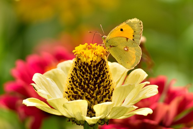 Free download butterfly insect flower zinnia free picture to be edited with GIMP free online image editor