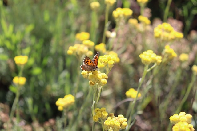 Free download butterfly insect forager free picture to be edited with GIMP free online image editor