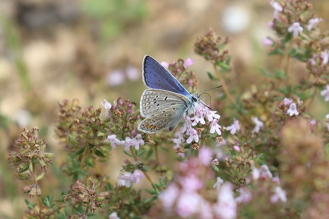 Free download butterfly insect foraging thyme free picture to be edited with GIMP free online image editor