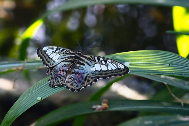 Free download butterfly insect leaf plant green free picture to be edited with GIMP free online image editor