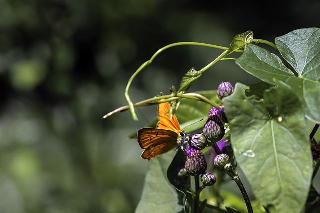 Free download butterfly insect leaves the buds free picture to be edited with GIMP free online image editor