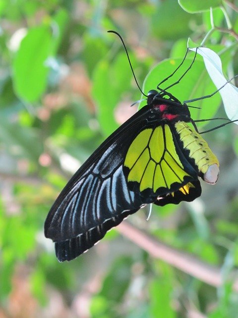 Free download Butterfly Insect Macro -  free photo or picture to be edited with GIMP online image editor