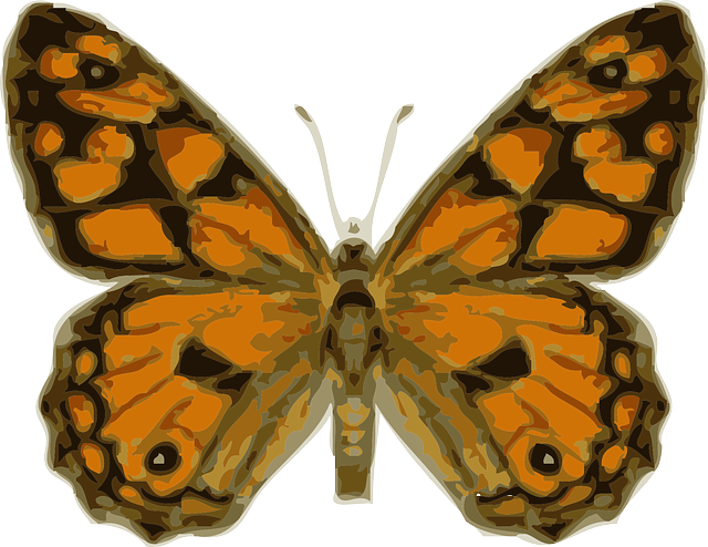 Free download Butterfly Insect Monarch - Free vector graphic on Pixabay free illustration to be edited with GIMP free online image editor