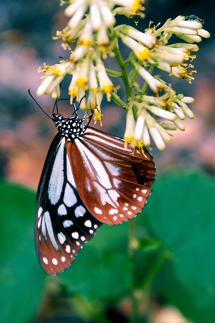 Free download Butterfly Insect Natural Flying -  free photo or picture to be edited with GIMP online image editor