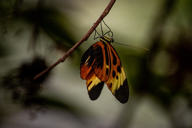 Free download butterfly insect nature animal free picture to be edited with GIMP free online image editor