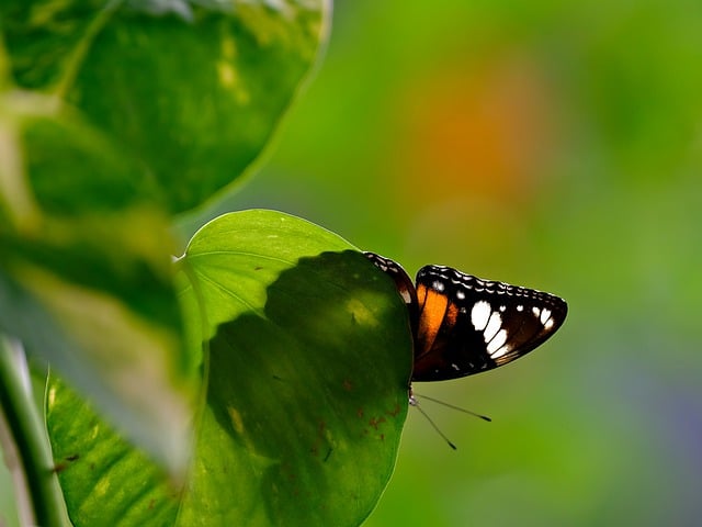 Free download butterfly insect nature leaves free picture to be edited with GIMP free online image editor