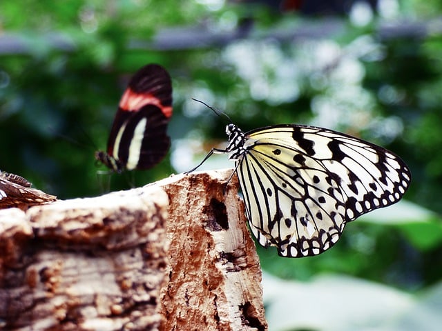 Free download butterfly insect nature pollination free picture to be edited with GIMP free online image editor