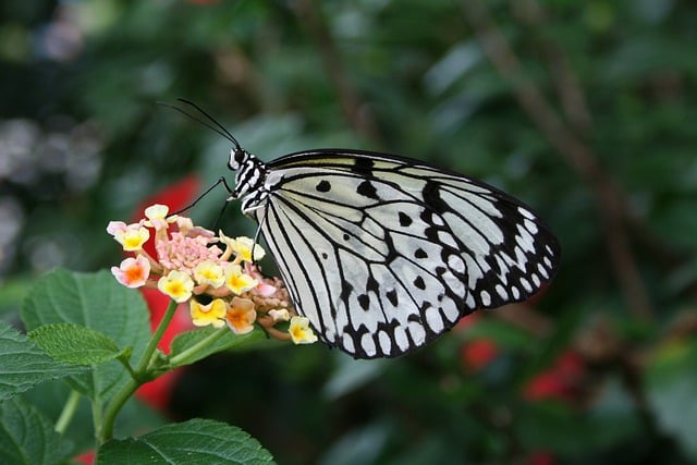 Free download butterfly insect plant blossoms free picture to be edited with GIMP free online image editor