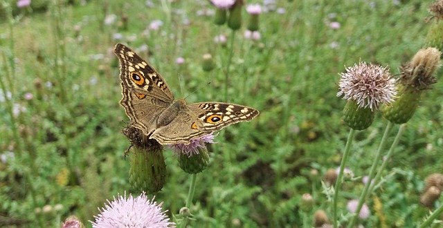 Free download Butterfly Insect Small -  free photo or picture to be edited with GIMP online image editor