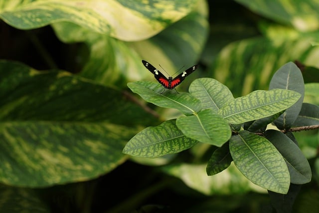 Free download Butterfly Insects Wings -  free photo or picture to be edited with GIMP online image editor