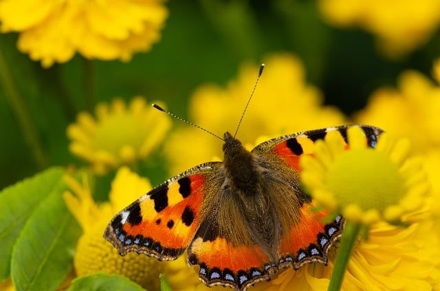 Free download butterfly insects wings antennae free picture to be edited with GIMP free online image editor