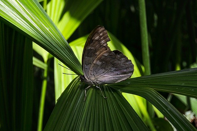 Free download Butterfly Insect Tropical -  free photo or picture to be edited with GIMP online image editor