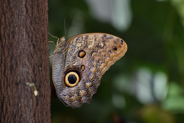 Free download butterfly insect winged insect free picture to be edited with GIMP free online image editor