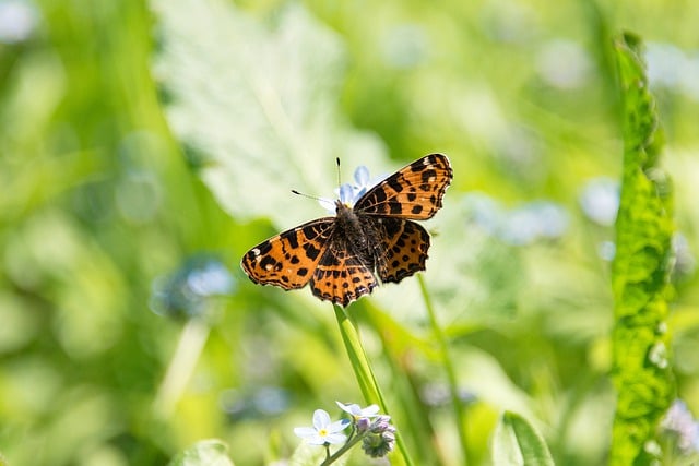 Free download butterfly insect wings edelfalter free picture to be edited with GIMP free online image editor