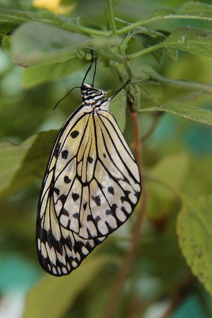 Free download Butterfly Insect Wings In The -  free photo or picture to be edited with GIMP online image editor