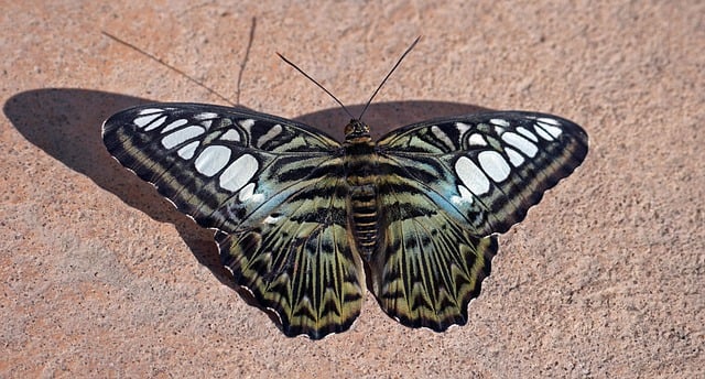 Free download butterfly insect wings structure free picture to be edited with GIMP free online image editor