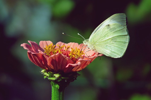 Free download butterfly insect zinnia flower free picture to be edited with GIMP free online image editor