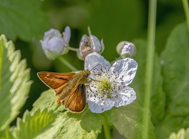 Free download Butterfly Large Skipper Wings -  free photo or picture to be edited with GIMP online image editor