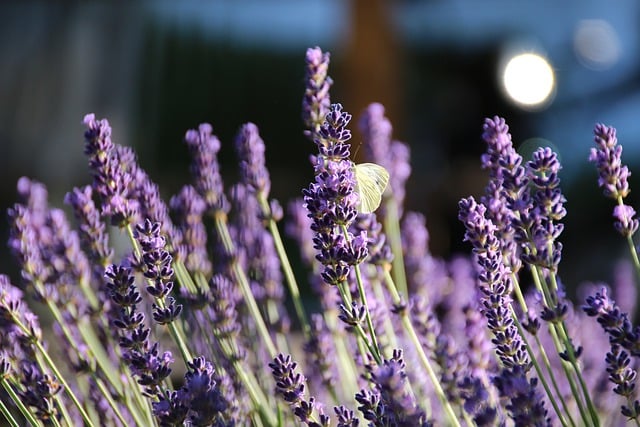 Free download butterfly lavender blossom bloom free picture to be edited with GIMP free online image editor