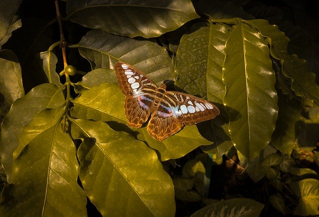 Free download Butterfly Leaves Plants -  free photo or picture to be edited with GIMP online image editor