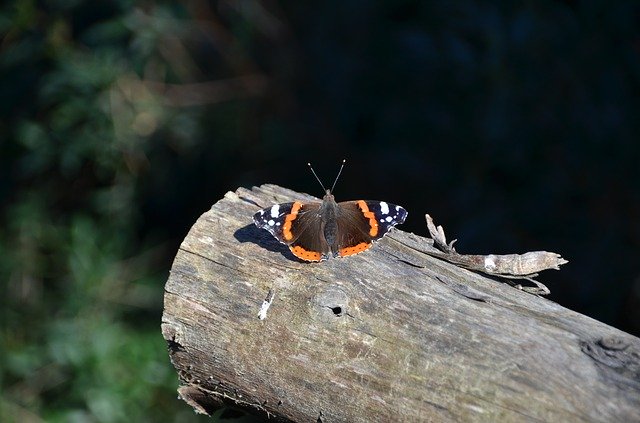 Free download Butterfly Log Orange -  free photo or picture to be edited with GIMP online image editor