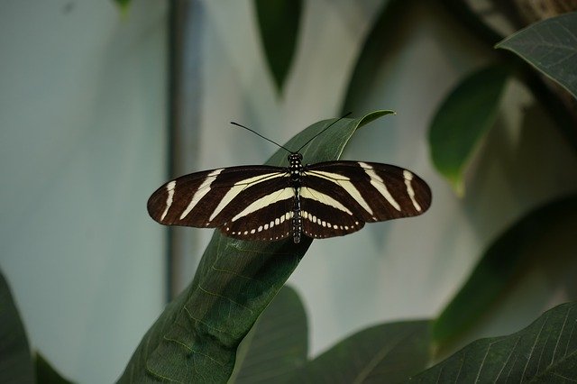 Free download Butterfly Longwing Black -  free photo or picture to be edited with GIMP online image editor