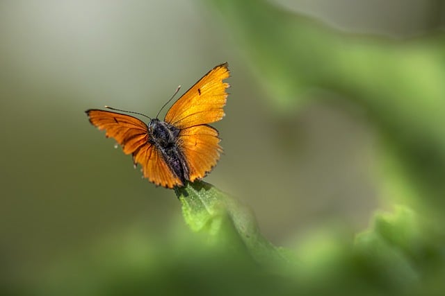 Free download butterfly lycaena dispar free picture to be edited with GIMP free online image editor