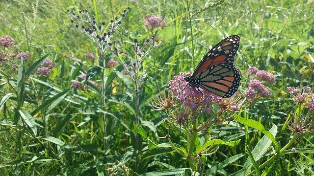 Free download Butterfly Milkweed Flour -  free photo or picture to be edited with GIMP online image editor