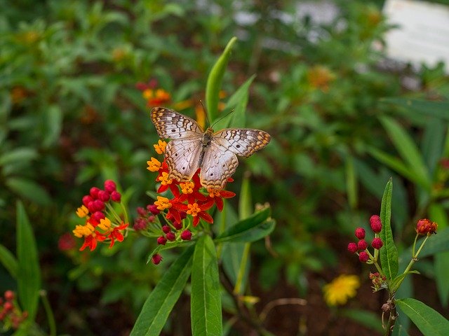 Free download Butterfly Monarch Flora -  free photo or picture to be edited with GIMP online image editor