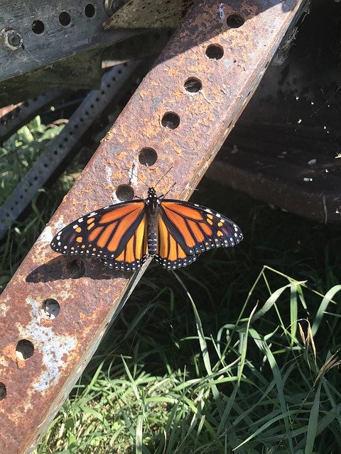 Free download Butterfly Monarch Grass -  free photo or picture to be edited with GIMP online image editor