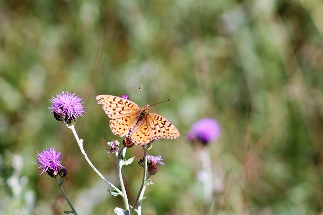 Free download Butterfly Monarch Insect -  free photo or picture to be edited with GIMP online image editor