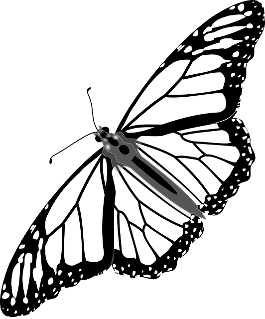 ດາວໂຫຼດຟຣີ Butterfly Monarch Insect - ຮູບພາບ vector ຟຣີໃນຮູບແຕ້ມ Pixabay ຟຣີທີ່ຈະແກ້ໄຂດ້ວຍ GIMP ບັນນາທິການຮູບພາບອອນໄລນ໌ຟຣີ