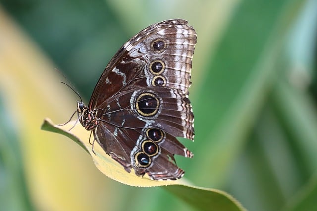 Free download butterfly morpho butterfly leaf free picture to be edited with GIMP free online image editor