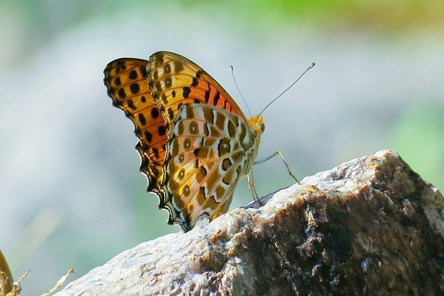 Free download Butterfly Natural Summer -  free photo or picture to be edited with GIMP online image editor