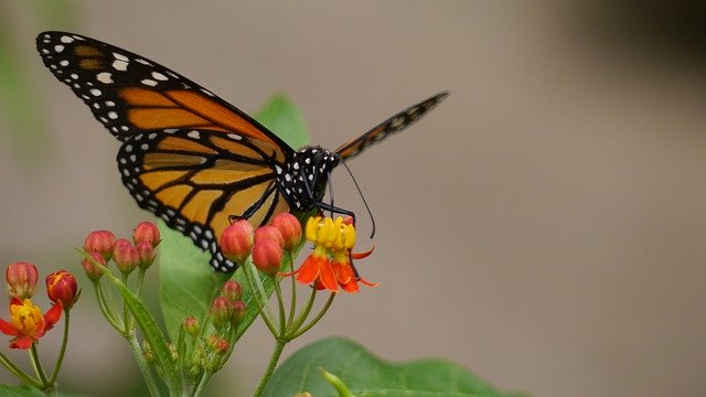 Free download Butterfly Nature Animals -  free photo or picture to be edited with GIMP online image editor