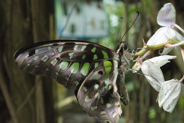 Free download Butterfly Nature Flora -  free photo or picture to be edited with GIMP online image editor