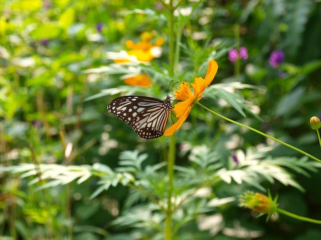 Free download Butterfly Nature Garden -  free photo or picture to be edited with GIMP online image editor