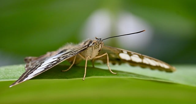 Free download butterfly nature insect entomology free picture to be edited with GIMP free online image editor