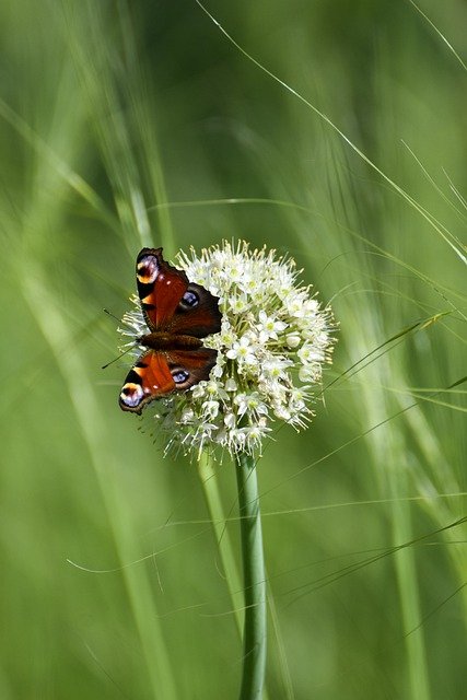 Free download butterfly nature macro flower free picture to be edited with GIMP free online image editor